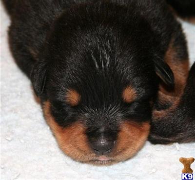 Rottweiler Puppies in FL